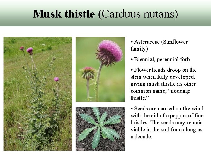 Musk thistle (Carduus nutans) • Asteraceae (Sunflower family) • Biennial, perennial forb • Flower