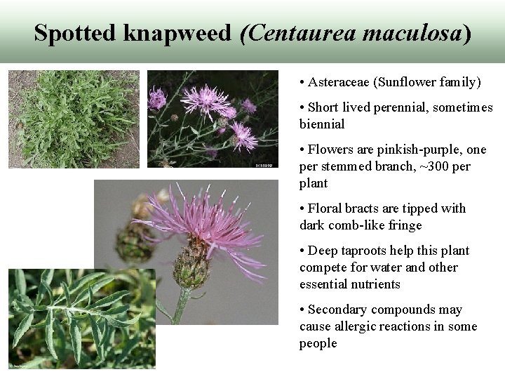 Spotted knapweed (Centaurea maculosa) • Asteraceae (Sunflower family) • Short lived perennial, sometimes biennial