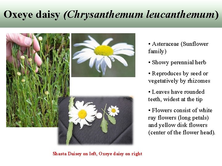 Oxeye daisy (Chrysanthemum leucanthemum) • Asteraceae (Sunflower family) • Showy perennial herb • Reproduces