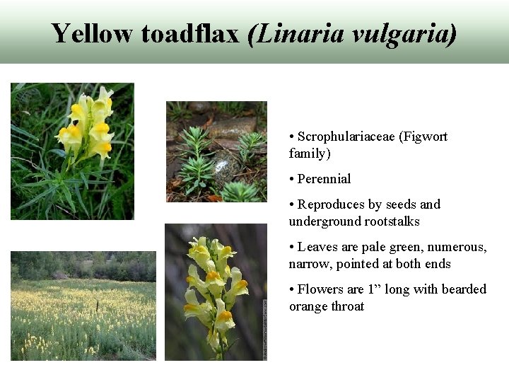 Yellow toadflax (Linaria vulgaria) • Scrophulariaceae (Figwort family) • Perennial • Reproduces by seeds