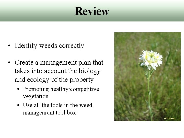 Review • Identify weeds correctly • Create a management plan that takes into account