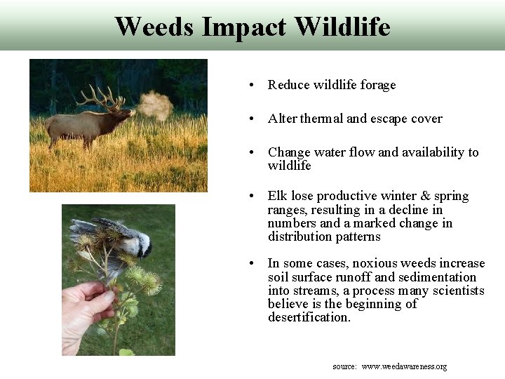 Weeds Impact Wildlife • Reduce wildlife forage • Alter thermal and escape cover •