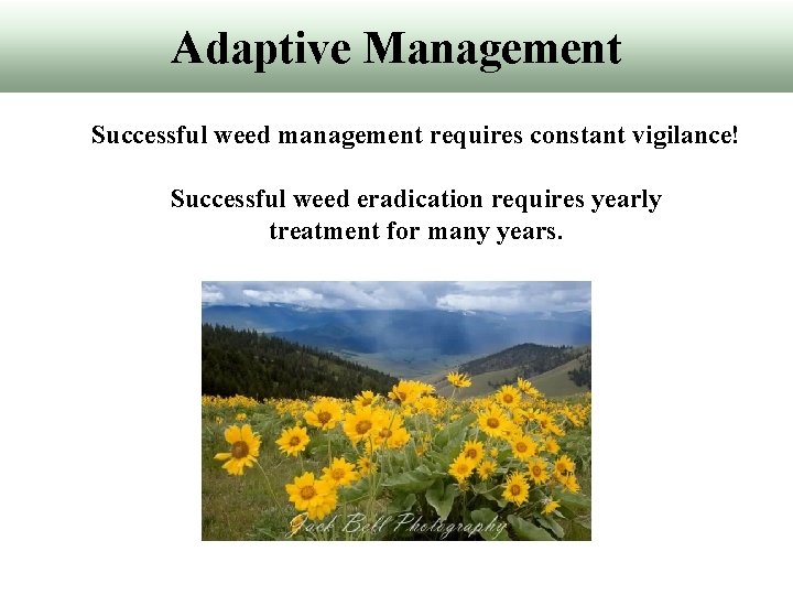 Adaptive Management Successful weed management requires constant vigilance! Successful weed eradication requires yearly treatment