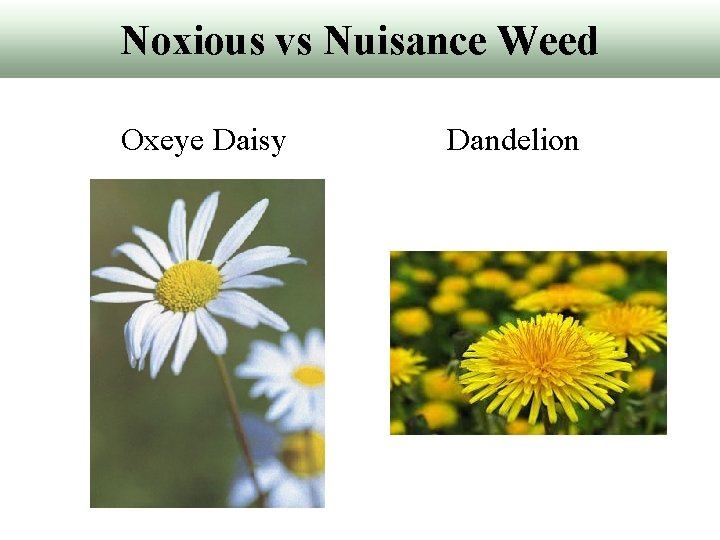 Noxious vs Nuisance Weed Oxeye Daisy Dandelion 