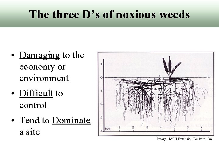 The three D’s of noxious weeds • Damaging to the economy or environment •