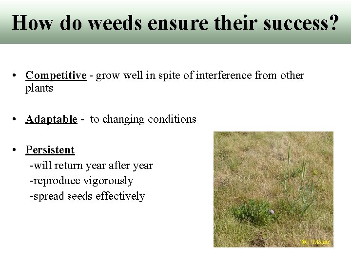 How do weeds ensure their success? • Competitive - grow well in spite of