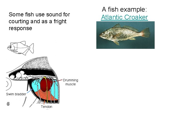 Some fish use sound for courting and as a fright response A fish example: