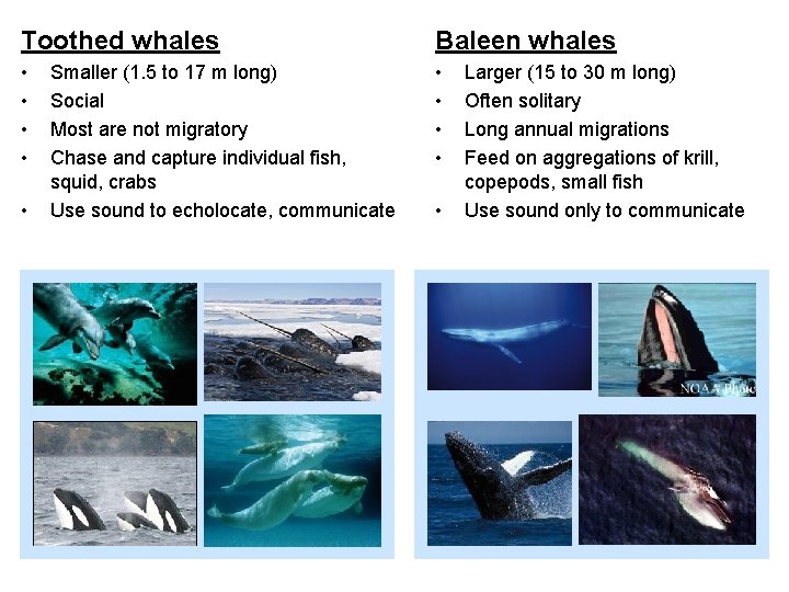 Toothed whales Baleen whales • • • Smaller (1. 5 to 17 m long)