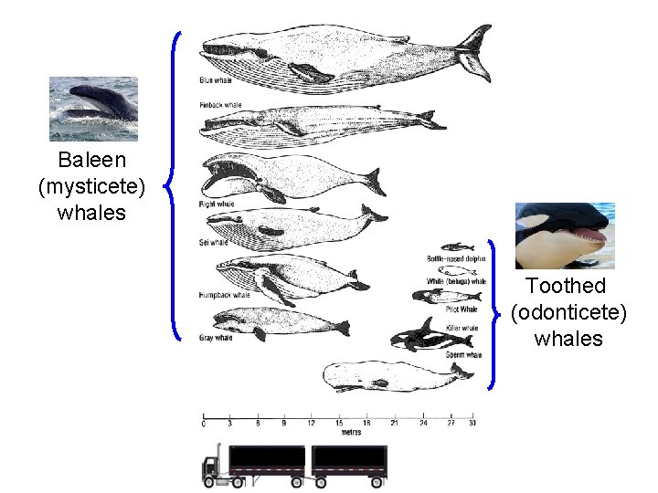 Baleen (mysticete) whales Toothed (odonticete) whales 