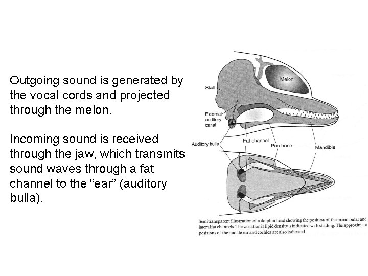 Outgoing sound is generated by the vocal cords and projected through the melon. Incoming