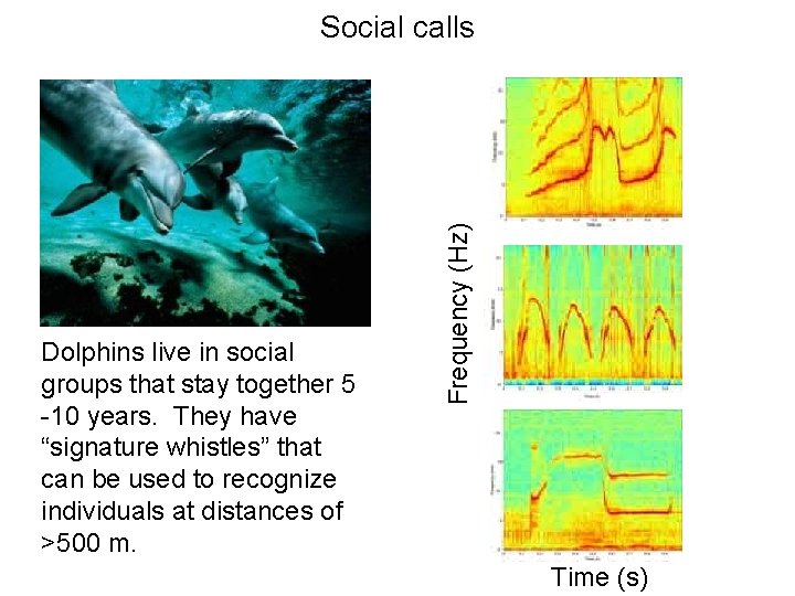 Dolphins live in social groups that stay together 5 -10 years. They have “signature