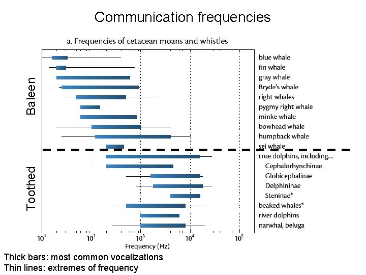 Toothed Baleen Communication frequencies Thick bars: most common vocalizations Thin lines: extremes of frequency