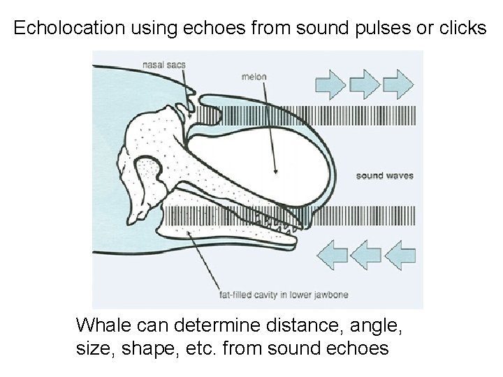 Echolocation using echoes from sound pulses or clicks Whale can determine distance, angle, size,