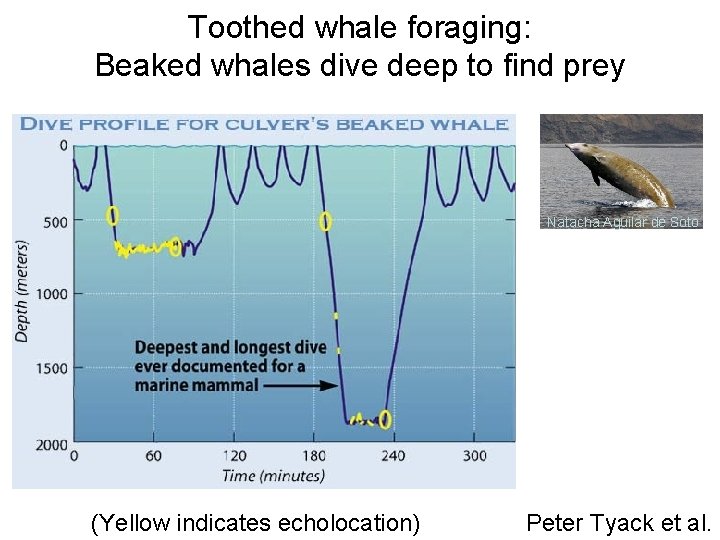 Toothed whale foraging: Beaked whales dive deep to find prey Natacha Aguilar de Soto