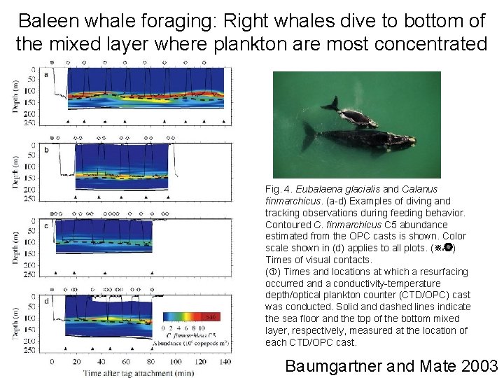 Baleen whale foraging: Right whales dive to bottom of the mixed layer where plankton