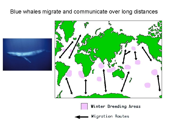 Blue whales migrate and communicate over long distances 