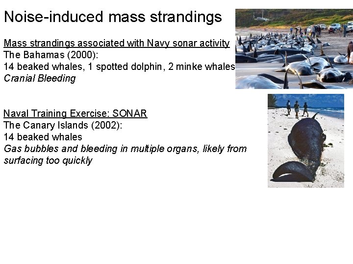 Noise-induced mass strandings Mass strandings associated with Navy sonar activity The Bahamas (2000): 14