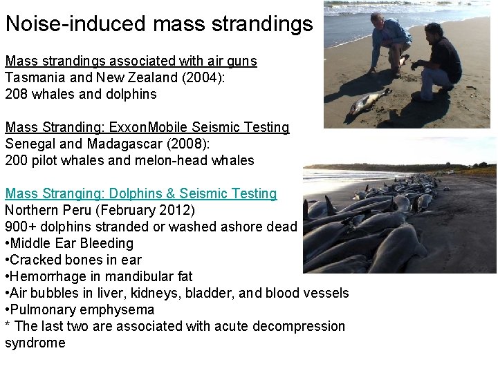 Noise-induced mass strandings Mass strandings associated with air guns Tasmania and New Zealand (2004):