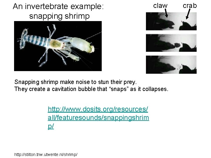 An invertebrate example: snapping shrimp claw Snapping shrimp make noise to stun their prey.