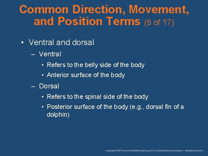 Common Direction, Movement, and Position Terms (8 of 17) • Ventral and dorsal –