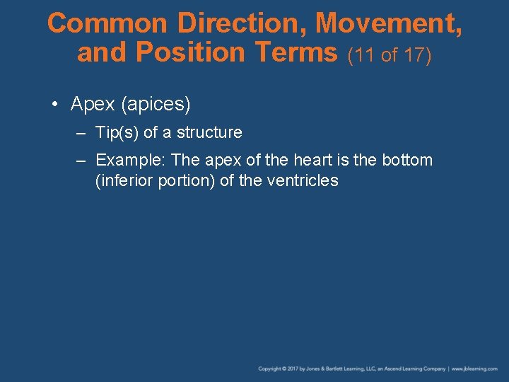 Common Direction, Movement, and Position Terms (11 of 17) • Apex (apices) – Tip(s)