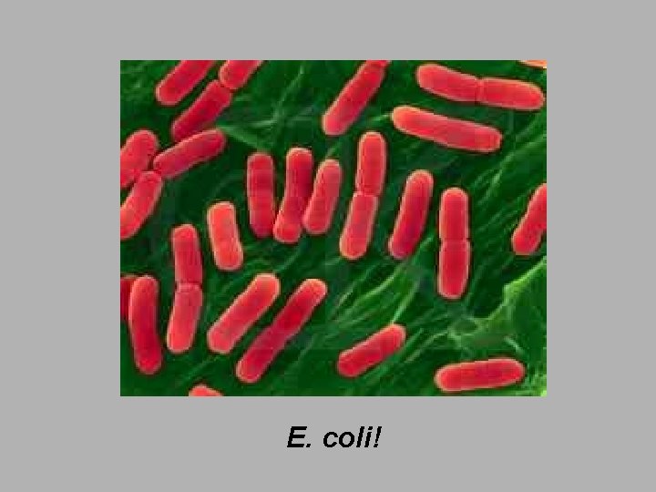 E. coli! 