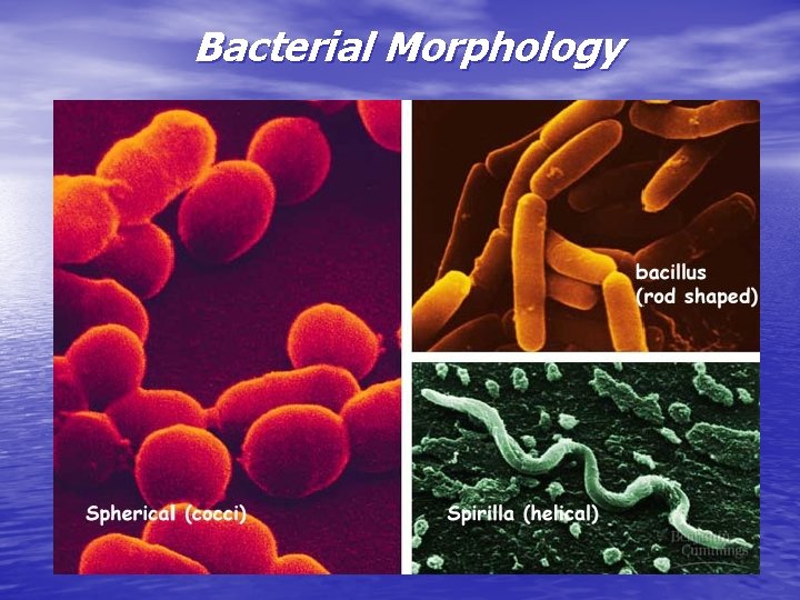 Bacterial Morphology 