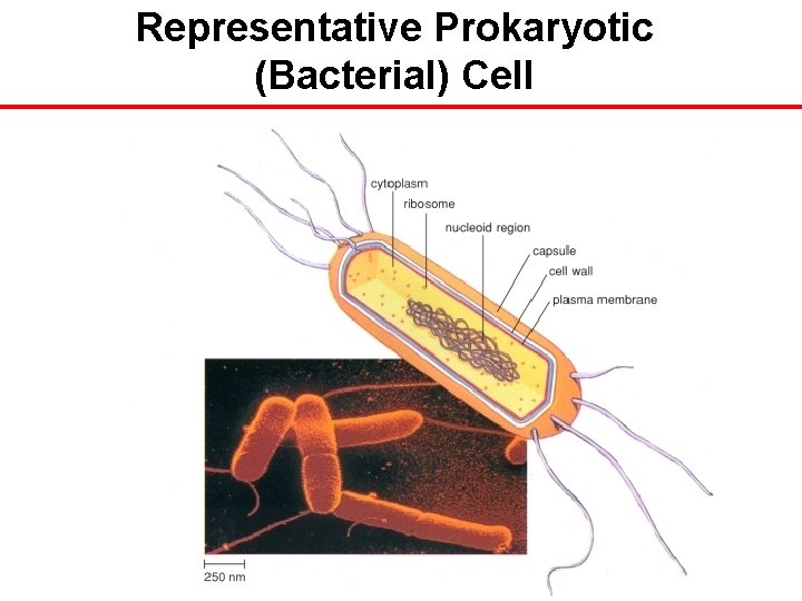 Representative Prokaryotic (Bacterial) Cell 