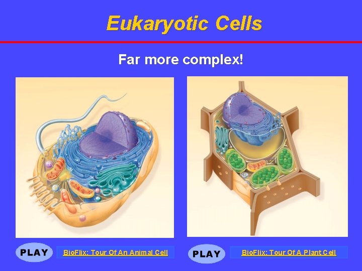 Eukaryotic Cells Far more complex! Bio. Flix: Tour Of An Animal Cell Bio. Flix:
