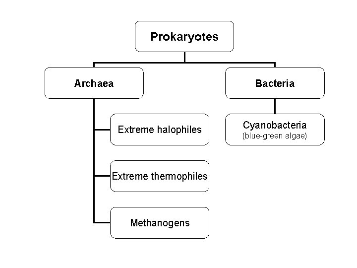 Prokaryotes Archaea Bacteria Extreme halophiles Extreme thermophiles Methanogens Cyanobacteria (blue-green algae) 