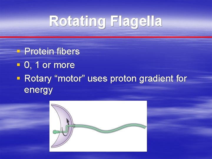 Rotating Flagella § § § Protein fibers 0, 1 or more Rotary “motor” uses