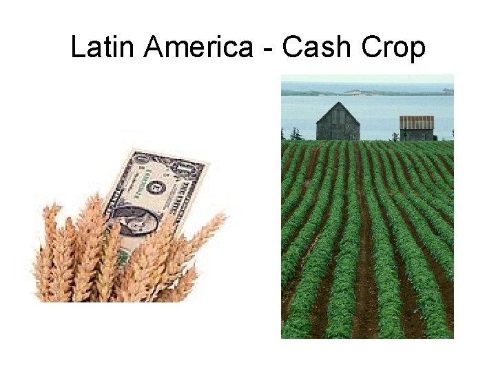 Latin America - Cash Crop 