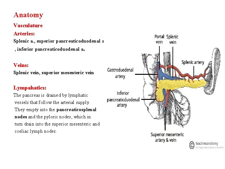 Anatomy Vasculature Arteries: Splenic a. , superior pancreaticoduodenal a , inferior pancreaticoduodenal a. Veins: Anatomy Vasculature Arteries: Splenic a. , superior pancreaticoduodenal a , inferior pancreaticoduodenal a. Veins: