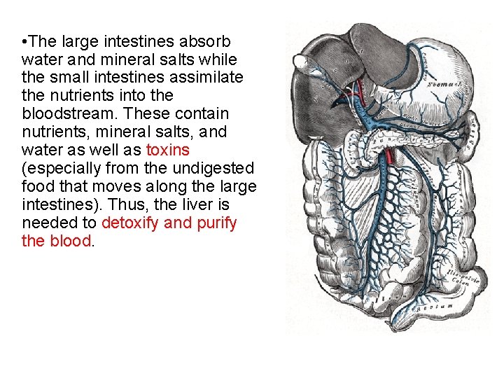  • The large intestines absorb water and mineral salts while the small intestines