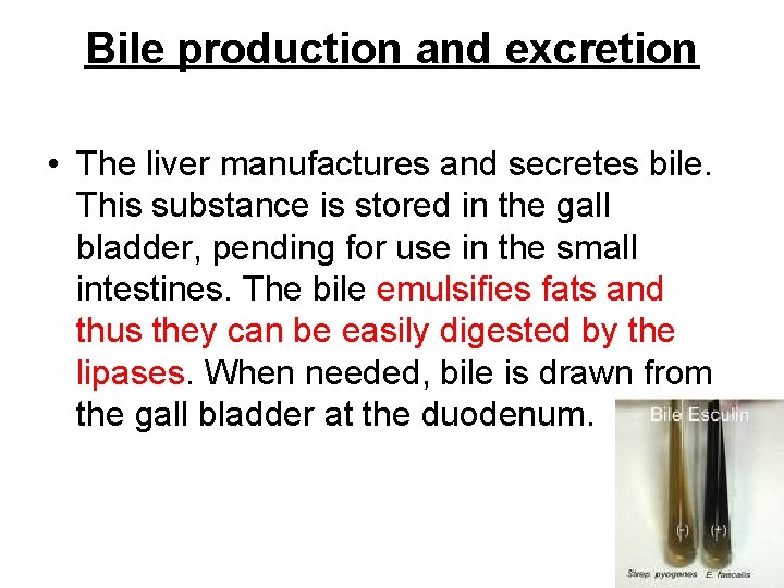 Bile production and excretion • The liver manufactures and secretes bile. This substance is