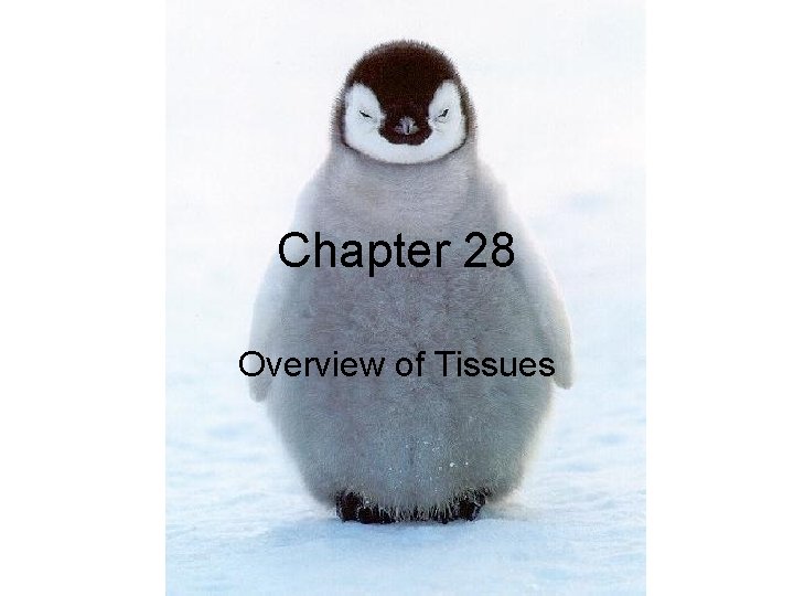 Chapter 28 Overview of Tissues Chapter 28 Overview of Tissues