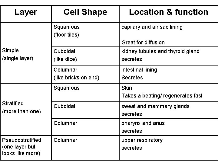 Layer Cell Shape Squamous (floor tiles) Location & function capilary and air sac lining Layer Cell Shape Squamous (floor tiles) Location & function capilary and air sac lining