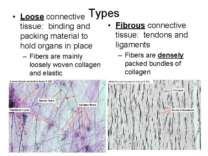 • Loose connective Types • Fibrous connective tissue: binding and tissue: tendons and • Loose connective Types • Fibrous connective tissue: binding and tissue: tendons and