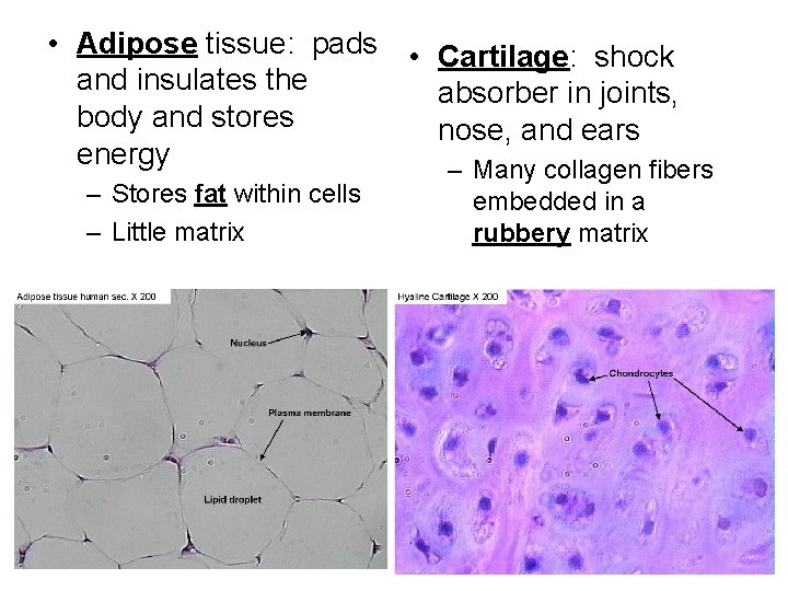 • Adipose tissue: pads • Cartilage: shock and insulates the absorber in joints, • Adipose tissue: pads • Cartilage: shock and insulates the absorber in joints,