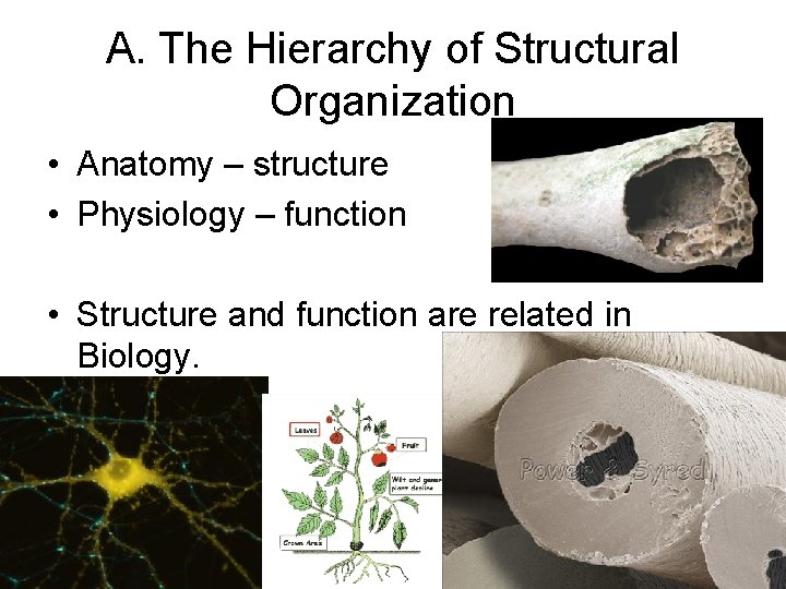 A. The Hierarchy of Structural Organization • Anatomy – structure • Physiology – function A. The Hierarchy of Structural Organization • Anatomy – structure • Physiology – function