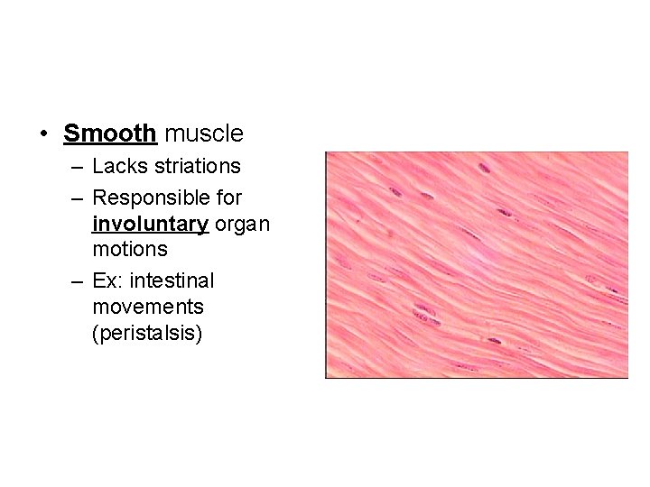 • Smooth muscle – Lacks striations – Responsible for involuntary organ motions – • Smooth muscle – Lacks striations – Responsible for involuntary organ motions –