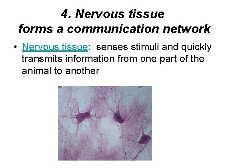 4. Nervous tissue forms a communication network • Nervous tissue: senses stimuli and quickly 4. Nervous tissue forms a communication network • Nervous tissue: senses stimuli and quickly