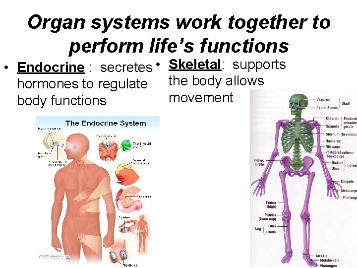Organ systems work together to perform life’s functions • Endocrine : secretes • Skeletal: Organ systems work together to perform life’s functions • Endocrine : secretes • Skeletal:
