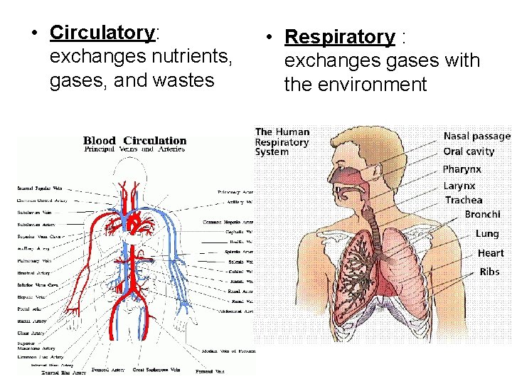 • Circulatory: exchanges nutrients, gases, and wastes • Respiratory : exchanges gases with • Circulatory: exchanges nutrients, gases, and wastes • Respiratory : exchanges gases with