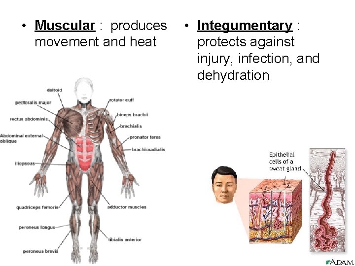 • Muscular : produces movement and heat • Integumentary : protects against injury, • Muscular : produces movement and heat • Integumentary : protects against injury,
