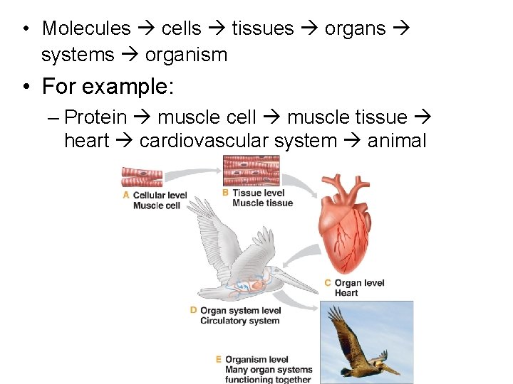 • Molecules cells tissues organs systems organism • For example: – Protein muscle • Molecules cells tissues organs systems organism • For example: – Protein muscle