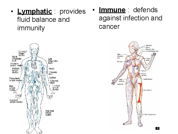 • Lymphatic : provides • Immune : defends against infection and fluid balance • Lymphatic : provides • Immune : defends against infection and fluid balance