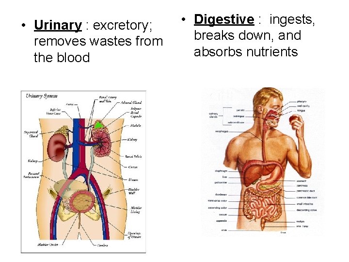 • Urinary : excretory; removes wastes from the blood • Digestive : ingests, • Urinary : excretory; removes wastes from the blood • Digestive : ingests,