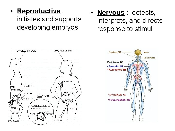 • Reproductive : initiates and supports developing embryos • Nervous : detects, interprets, • Reproductive : initiates and supports developing embryos • Nervous : detects, interprets,