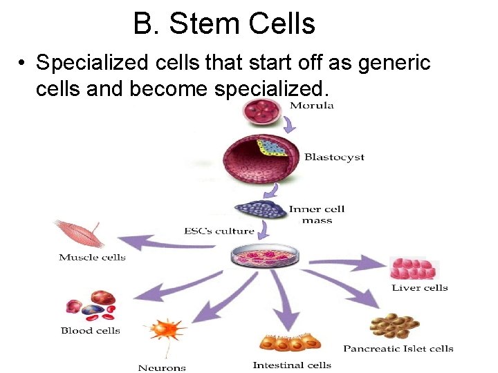 B. Stem Cells • Specialized cells that start off as generic cells and become B. Stem Cells • Specialized cells that start off as generic cells and become